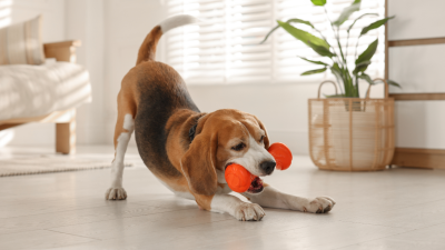 Amazon Pet Days is officially live — shop pet cameras, trackers, and more