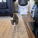 Petlibros Luma Litter Box: The Mid-Range Litter-Robot Alternative Everyone's Anticipating