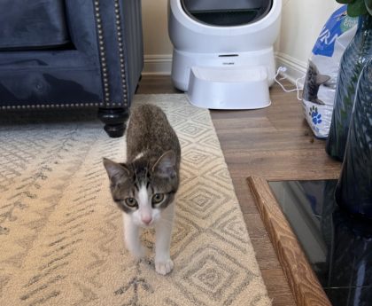 Petlibros Luma Litter Box: The Mid-Range Litter-Robot Alternative Everyone's Anticipating
