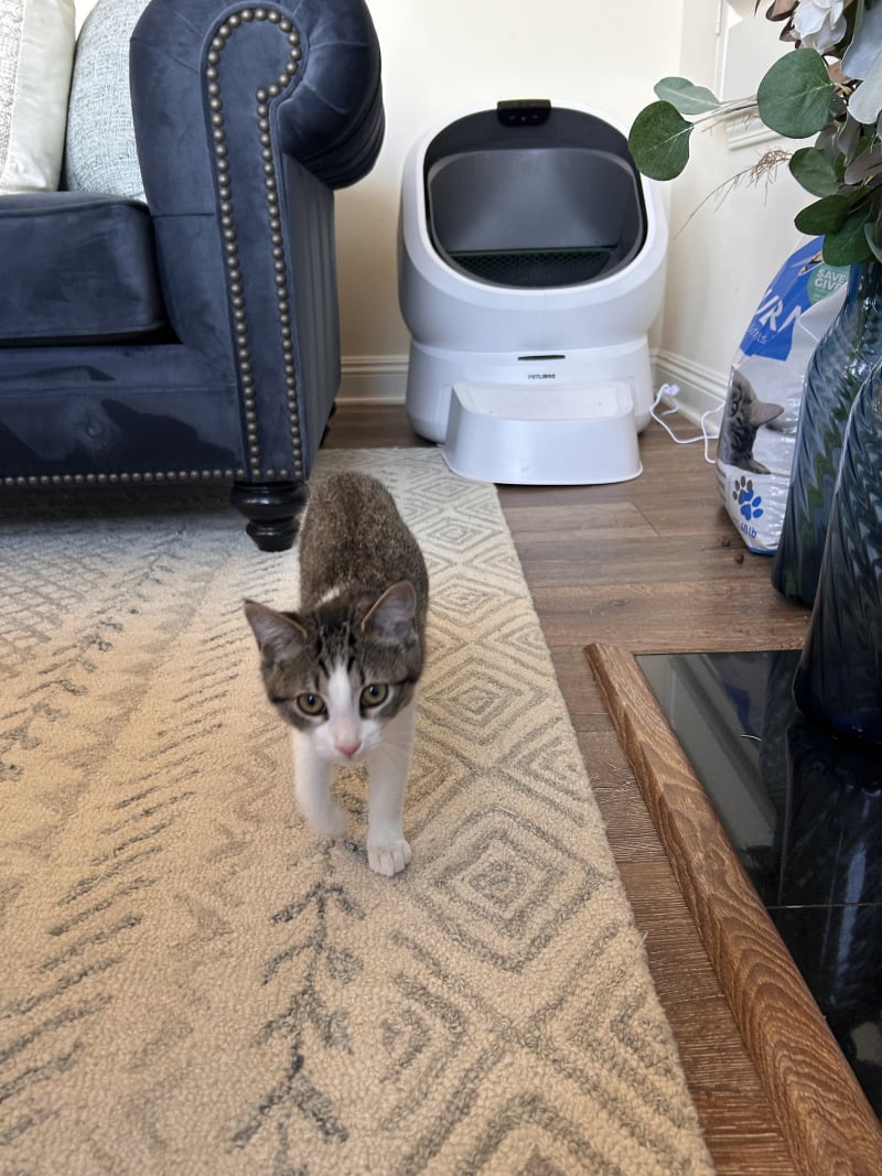 Petlibros Luma Litter Box: The Mid-Range Litter-Robot Alternative Everyone's Anticipating