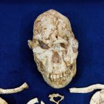 Researchers Pursue Explanations Following the Reconstruction of a 3.7 Million-Year-Old Face