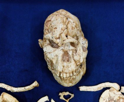 Researchers Pursue Explanations Following the Reconstruction of a 3.7 Million-Year-Old Face