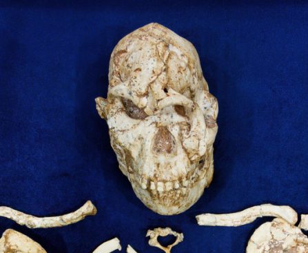 Researchers Pursue Explanations Following the Reconstruction of a 3.7 Million-Year-Old Face