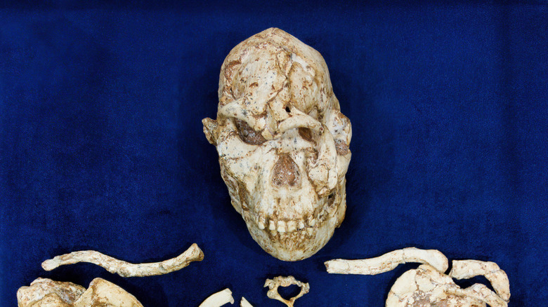 Researchers Pursue Explanations Following the Reconstruction of a 3.7 Million-Year-Old Face