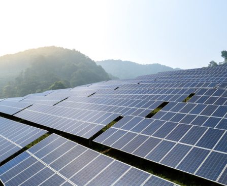 Solar Farms Confused with Lakes by Birds, Disturbing Migration Patterns