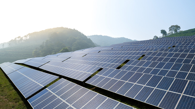 Solar Farms Confused with Lakes by Birds, Disturbing Migration Patterns